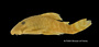 Panaque gnomus FMNH 70860 holo lat2